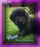 Pure Female Newfoundland