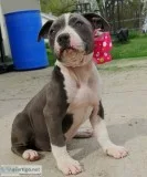  blue nose pitbull puppies for adoption