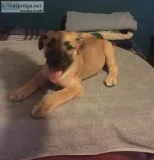 German Sheprador Puppies