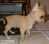 Apple Head Chihuahua Puppies