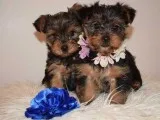 Rehoming two yorkie puppies sisters and brother
