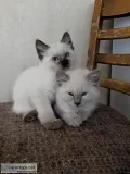 Siamese Kittens