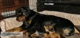 AKC German Rottweiler Puppy- Female