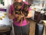 CKC Registered Australian Terrier puppies ready to go