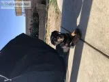 ROTT puppies