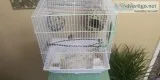 2 finches for sale to good home.