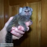  marmoset monkey for adoption