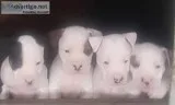 Bull terrier boxer puppies