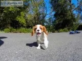 Playful Cavalier King Charles Spaniel Ready Now