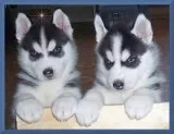 Gorgeous Siberian Husky purebred male and female for sale....