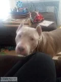 Male pitt bull