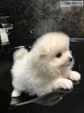 Two pomeranian puppies for re-homing
