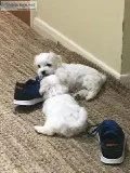 Ckc Healthy Maltese Puppies Ready Now