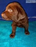 Labrador puppies