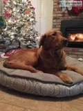 Golden retriever puppies