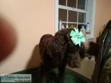 Goldendoodles