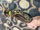 Bengals