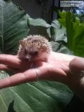 Hedgehog baby
