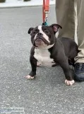 LOVING DOG TO NEW HOME