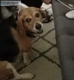 Female Beagle mix