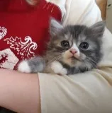 persian kittens are now avialable for their new homes