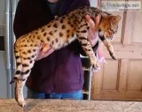 F1 Savannah kittens up for reservation