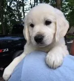 English Cream Golden Retriever puppy