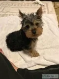 Male Yorkie Puppy