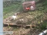 2 rabbits And hutch