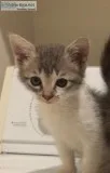 FREE kittens