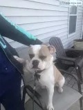 Olde English Bulldog and English Bulldog