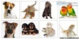 Pet Sitting Service in North Richland Hills
