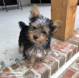 AKC male Yorkshire Terrier