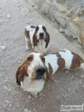 Basset hound male