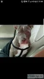 3 month redblue nose pitbull puppy