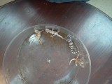 Leopard Gecko Morphs