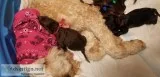 Flb Goldendoodle