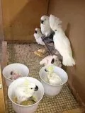 Lovely Pair of Umbrella Cockatoos for Sale