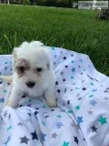 TWO MALE  FB MINI GOLDENDOODLE PUPPIES
