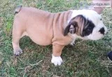 AKC English Bulldog Puppies