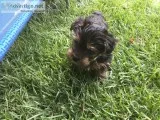 Yorkie Puppy