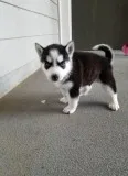 SIBERIAN HUSKY PUPPS