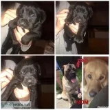 Mastador Puppies
