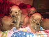 AKC Registered Golden Retievers