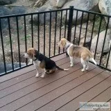 Two Older Adult Beagles need Forever Home