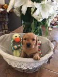 Golden Retriever AKC puppies