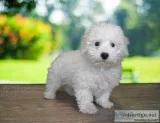 Moss is too cute Bichon Frise 4408N