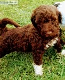 Goldendoodle