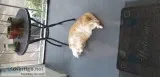 Cat needs a lap year of pet meds food for several weeks