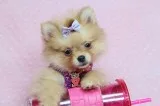 Cute Adorable Teacup Pomeranian Puppies for Sale in Las Vegas